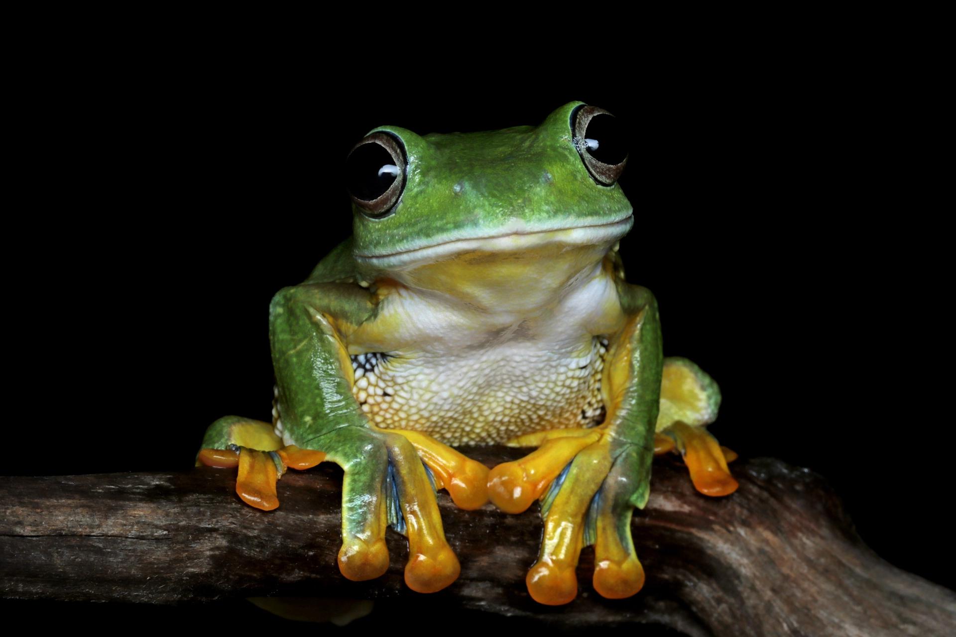 En Büyük Kurbağayı Ye!